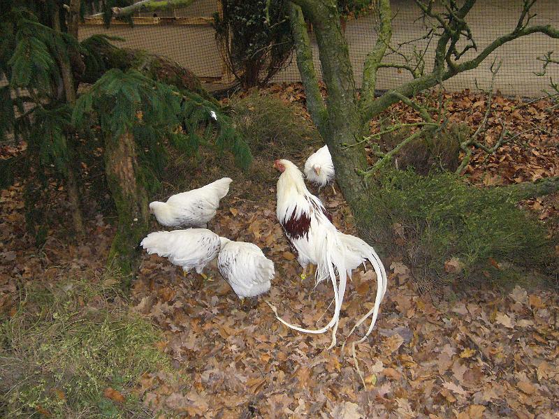 Kreisschau Coesfeld 2008 013.jpg - Yokohama weiss-rotgezeichnet von Bernhard Lenfers-Well Preis sg 94